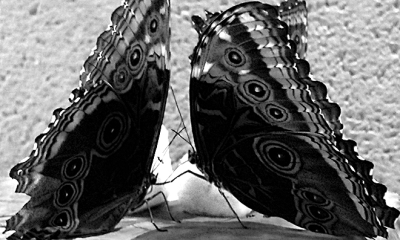 butterflies-kungfu